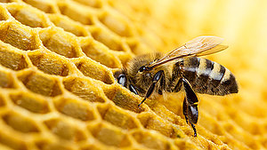 Bienenwabe__560_x_315_px_.jpg  